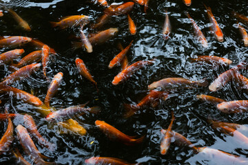 A lot of Fancy koi carp fishes swimming in the pond.