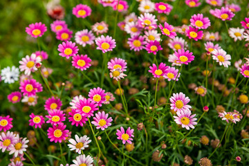 Obraz premium beautiful pink daisy chamomiles