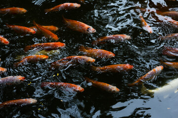 A lot of Fancy koi carp fishes swimming in the pond.