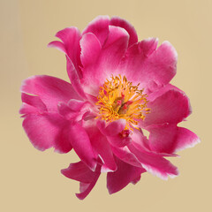 Peony pink color isolated on a beige background.