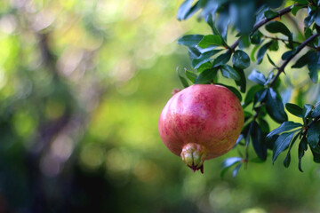 Fresh pomegranate on the tree. Selective focus.