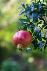 Fresh pomegranate on the tree. Selective focus.