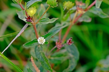 White flower of Lagascea mollis (silkleaf) in the garden.
