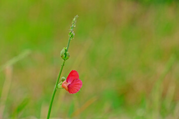 Beautiful Phasey Bean flower, Macroptilium lathyroides (Phaseolus Lathyroides L.) with blurred natural background.