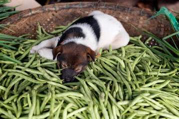 Dog sleeping on a tray of green beans