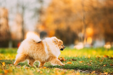 Funny Young Red Puppy Pomeranian Spitz Puppy Dog Happy Walking Outdoor In Autumn Grass