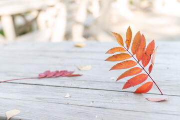 Red rowan leaf on wooden boards.