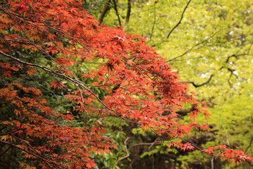 Contrast with Colorful Maple Leaves
