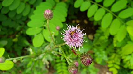 Distel in der Blüte