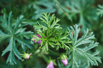 Malva edible leaves and flowers