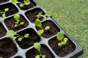 Closeup growing baby young fresh green vegetable lettuce organic salad in black square plastic container with artificial grass outdoor background. How to start growing and take care of plant concept