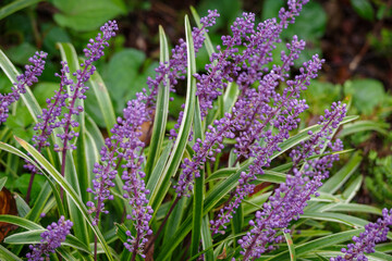 liriope
border grass
lily turf