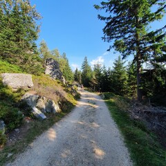 Obraz premium Forest Road