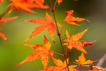 日本人の心！
春の桜と秋の紅葉は日本人の心を育んだ素敵な風景だと思う