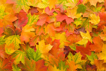 Naklejka na ściany i meble Beautiful fresh bright colorful maple leaves background. Closeup. Autumn concept. Empty place for inspirational text, quote or sayings. Top down view.