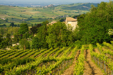 Fototapeta na wymiar Rural landscape near Nibbiano, Emilia-Romagna, at May