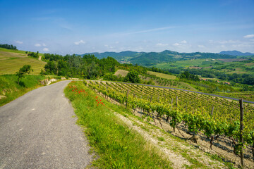Fototapeta na wymiar Vineyards at May in Piedmont, near Garbagna and Brignano