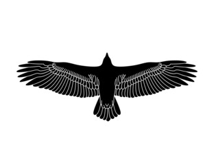 Soaring eagle stencil. Eagle engraving. Stencil art. Flying bird.