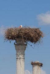 Distyle of Zalamea replica with stork nest on top. Extremadura, Spain