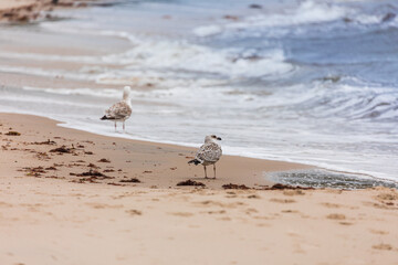 Möven am Ostseestrand in Dänemark