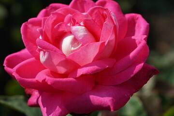 pink rose