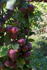 Florin (apple-tree) - a winter grade.  Apples hanging from a tree branch in an apple orchard