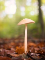 In Wald und Heide