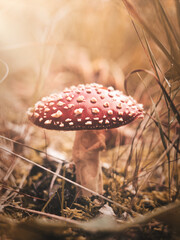 In Wald und Heide