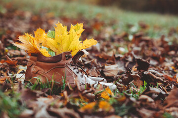 yellow maple leaves on the ground
