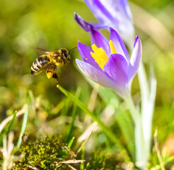 Bee flying to a purple crocus flower blossom