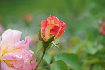 orange roses