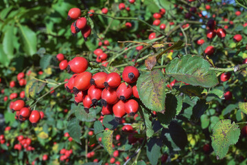 Rosehips (dog rose fruit) on a bush.  Wild rosehips in nature.