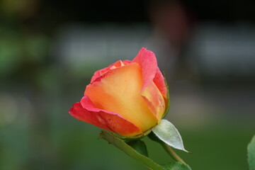 orange roses