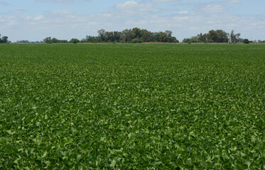 Obraz premium soybean field, plantation of the Argentine countryside industry.