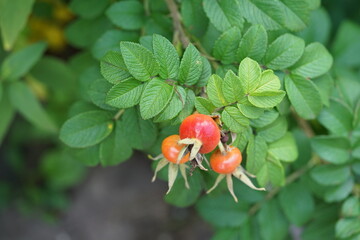 different kind of roses