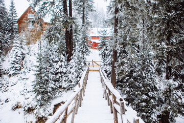 snow covered bridge in forest