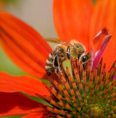 Bee collecting nectar in an echinacea flower blossom - obrazy, fototapety, plakaty
