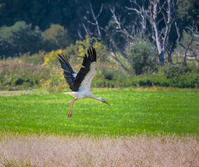Flying White Stork