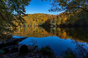 forest and lake view in autumn