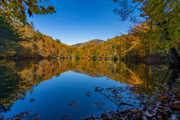 forest and lake view in autumn