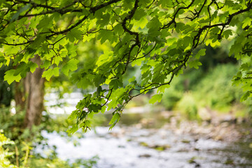 Fototapeta premium Green leaves over The River Tavy Tavistock Devon