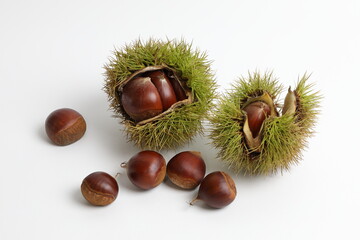 シンプルな背景のイガグリ