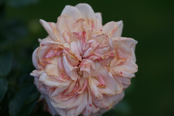 pink and yellow flower