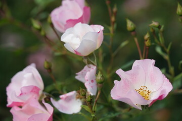 pink magnolia flowers