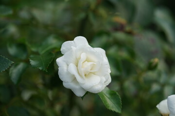 white rose in the garden