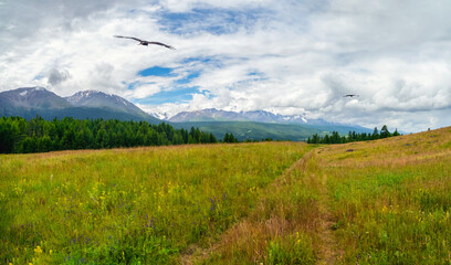 Hiking path through mountains. Trekking mountain trail. Atmospheric minimalist alpine landscape with grass footpath in highlands. Pathway uphill. Way up mountainside.