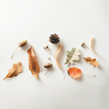 Creative composition with autumn leaves. Floral arrangement and banner on white background. Top view, flat lay. Design elements and halloween concept