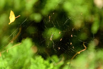 spider web with dew drops