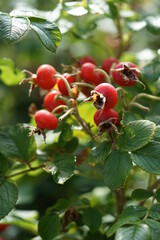 red berries on a bush,rose hips with green leaves