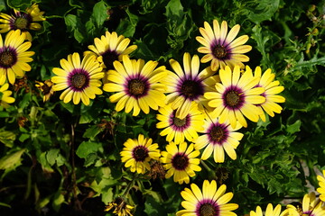 yellow flowers in the garden